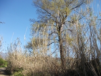 cantara Calatabiano18032012 010